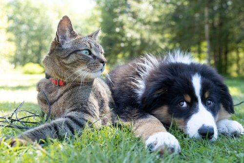 Eine getigerte Katze und ein schwarz-weißer Welpe liegen entspannt nebeneinander im grünen Gras | Sabine Verheyen